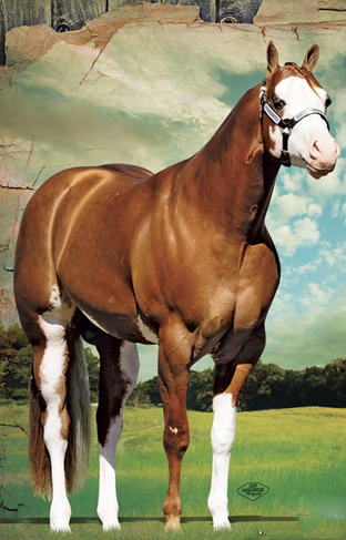 To Be Admired APHA Stallion